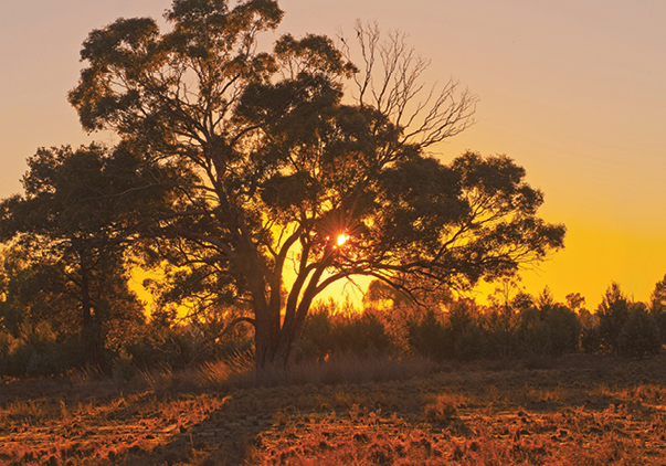 Cobar -